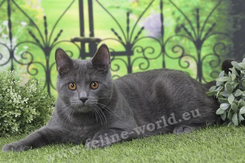 CHARTREUX_27 (RACE)